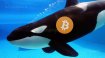 Efsanevi Bitcoin balinası 56 milyonla geri döndü!